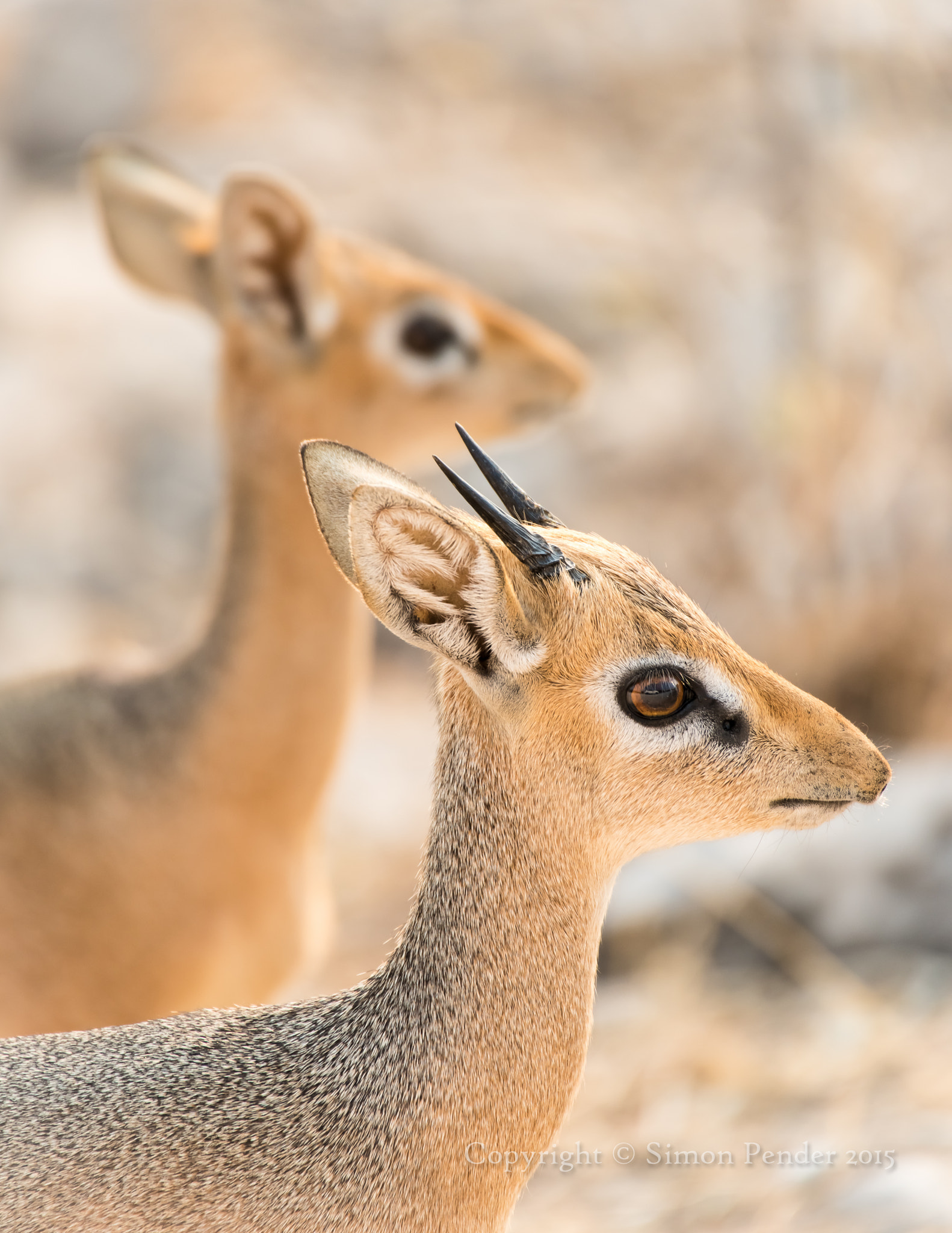 Sigma 50-500mm F4.5-6.3 DG OS HSM sample photo. Double dik dik photography