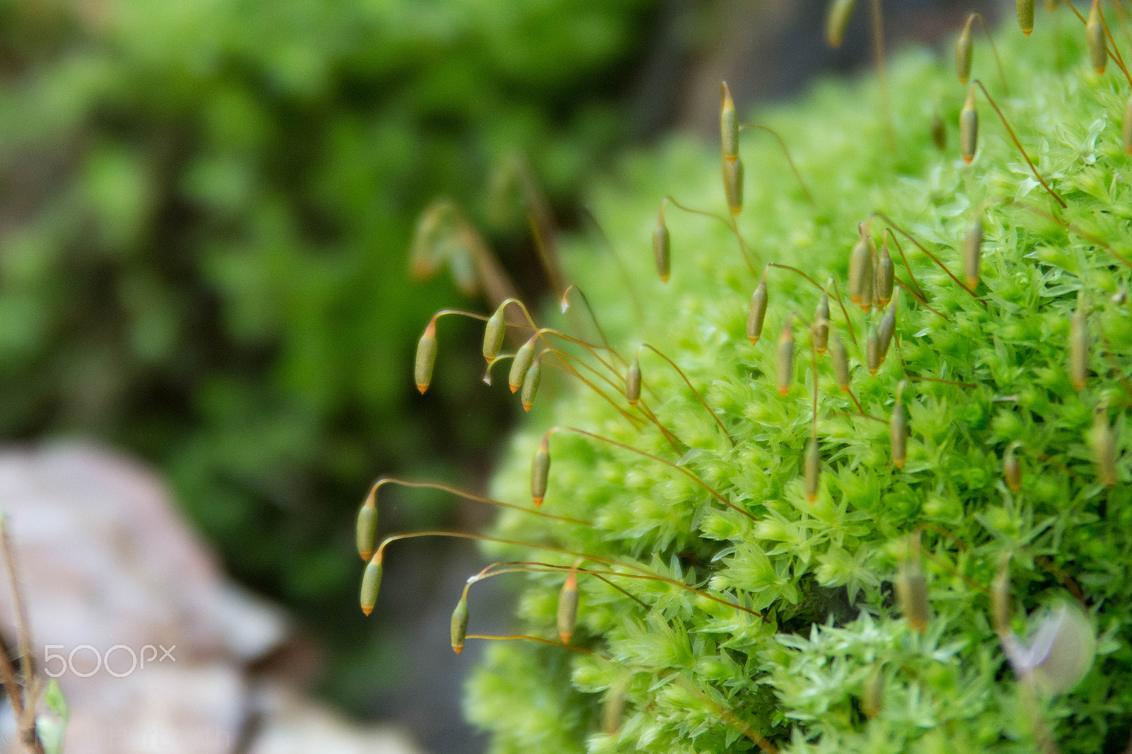 Sigma 70-200mm F2.8 EX DG OS HSM sample photo. Moss photography