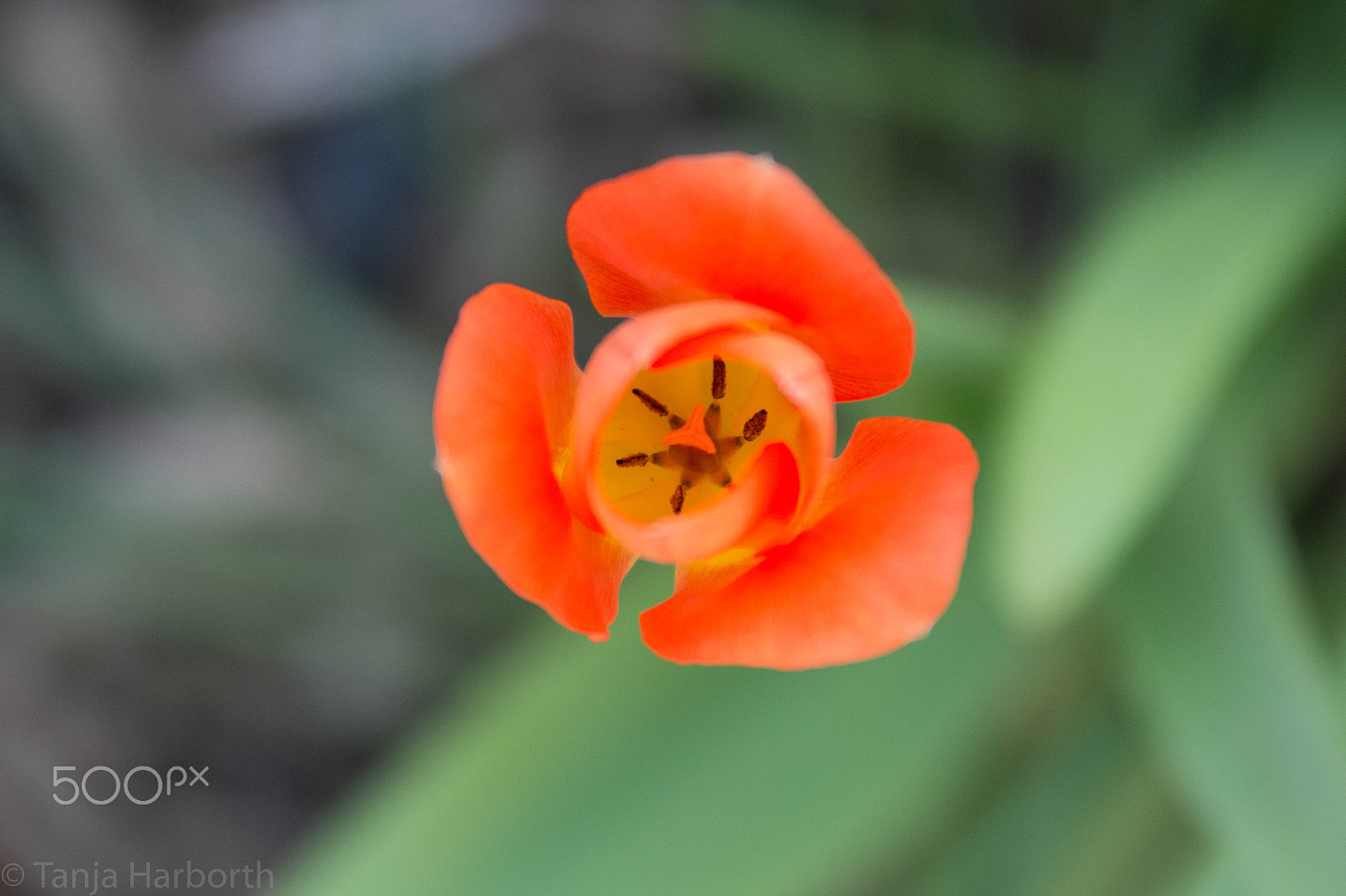 Sigma 70-200mm F2.8 EX DG OS HSM sample photo. Tulpe photography