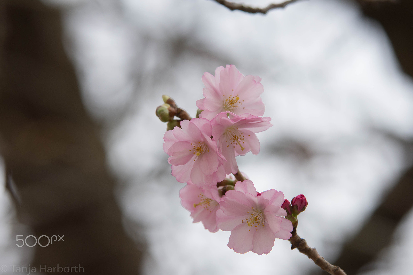 Sigma 70-200mm F2.8 EX DG OS HSM sample photo. Pflanze344 photography