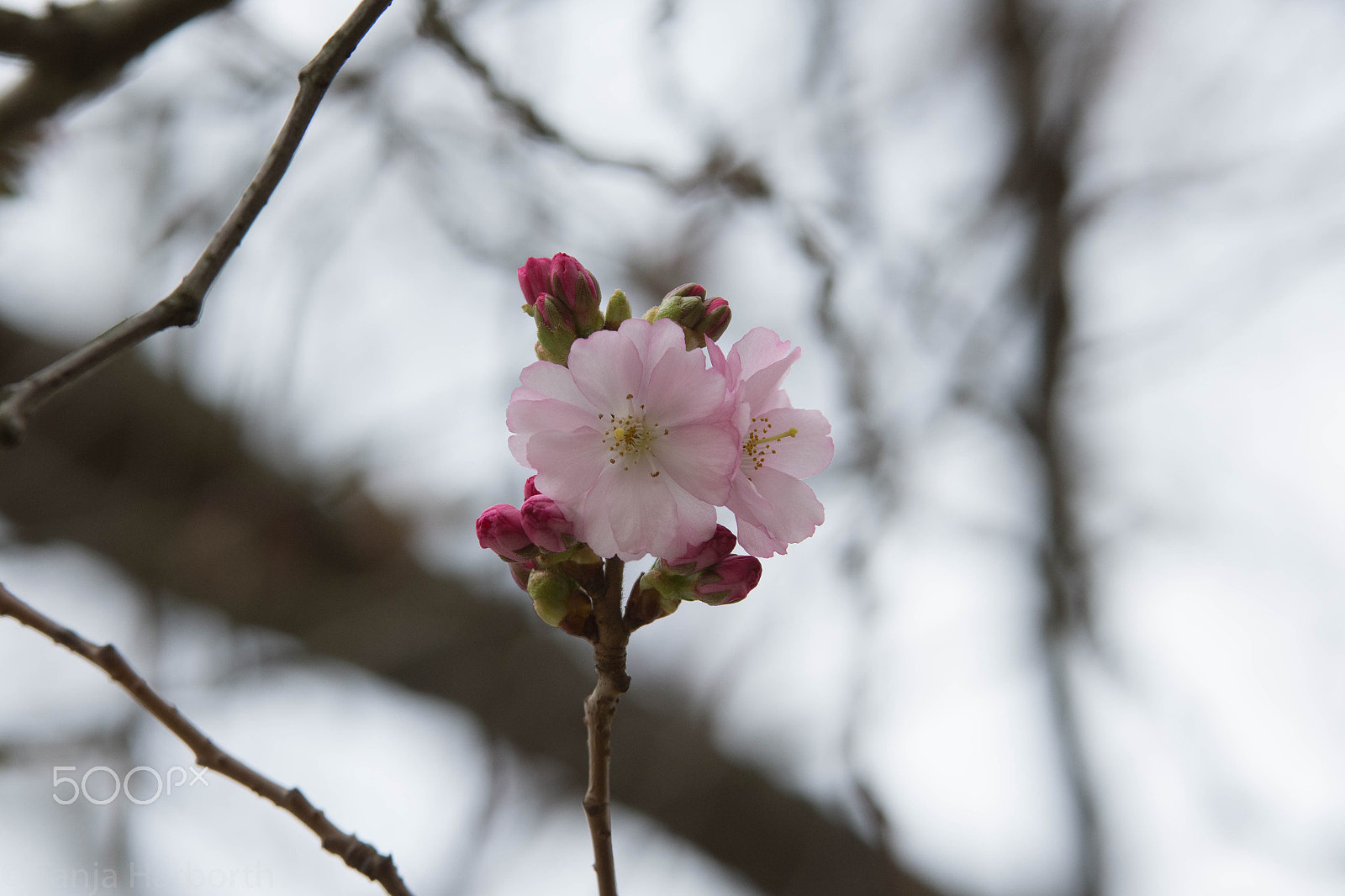 Sigma 70-200mm F2.8 EX DG OS HSM sample photo. Pflanze346 photography