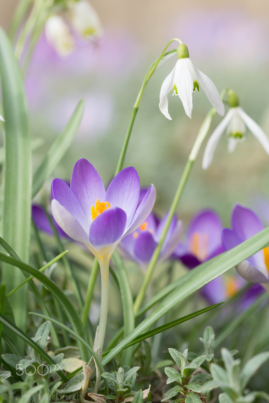 Sigma 105mm F2.8 EX DG OS HSM sample photo. Krokus und schneeglöckchen photography
