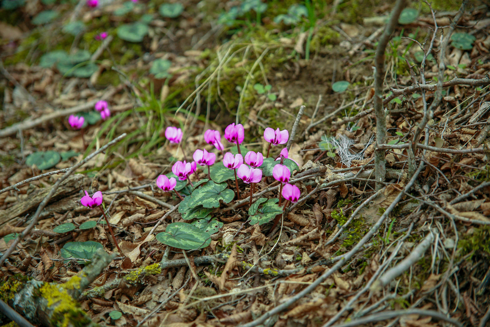 Canon EF 24-85mm F3.5-4.5 USM sample photo. Spring flower photography