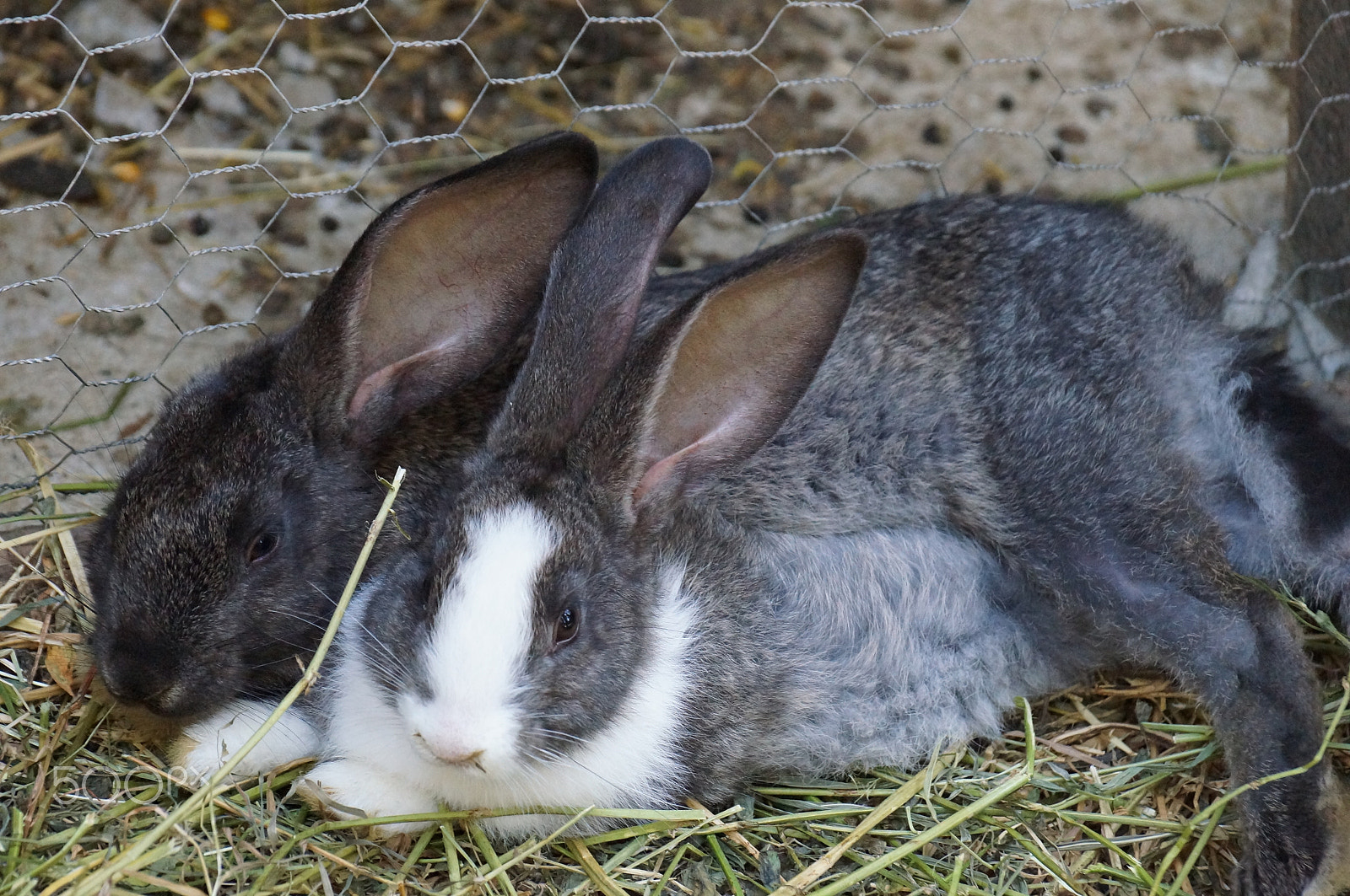 Sony DT 18-135mm F3.5-5.6 SAM sample photo. Bunnies photography