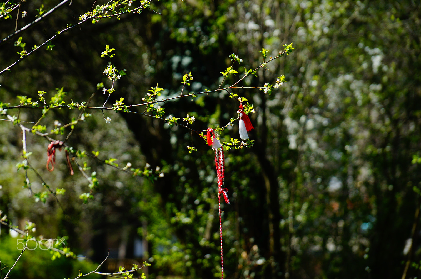 Sony DT 18-135mm F3.5-5.6 SAM sample photo. Martenitza on a tree photography