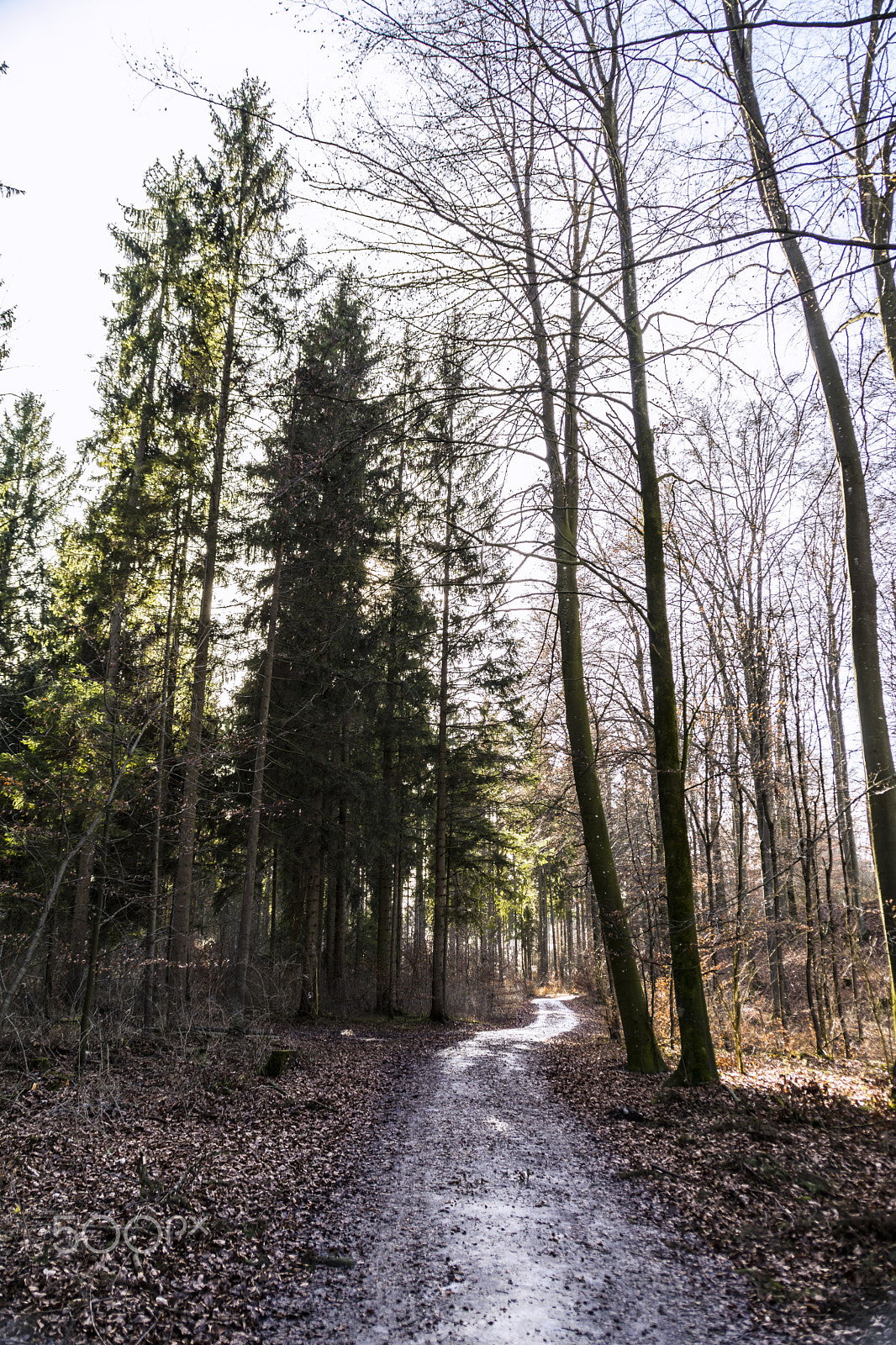 Nikon D7200 sample photo. Springtime in bavarian woods photography