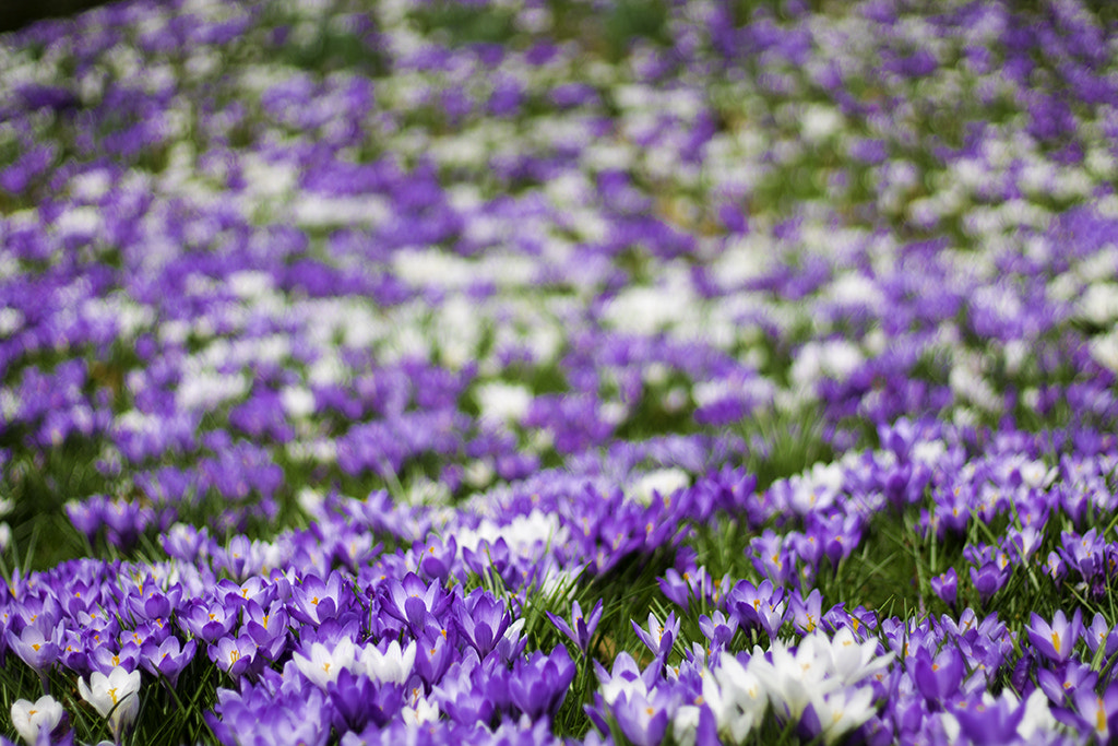 Canon EOS 1100D (EOS Rebel T3 / EOS Kiss X50) + Canon EF 50mm F1.8 STM sample photo. Crocus photography
