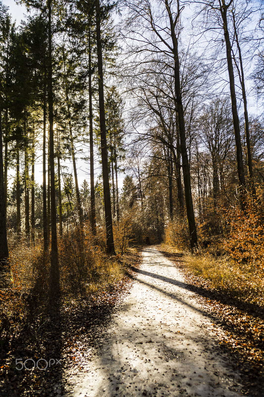 Nikon D7200 sample photo. Springtime in bavarian woods photography