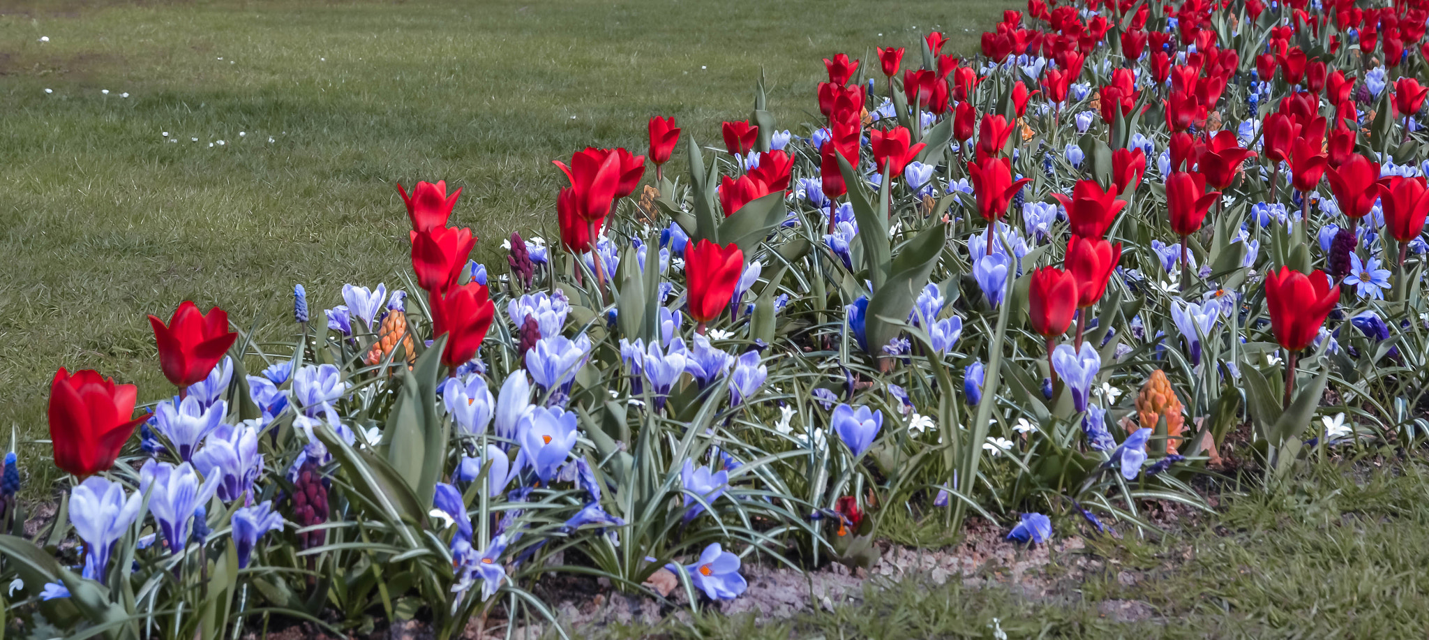 Nikon D5100 sample photo. Flowers photography