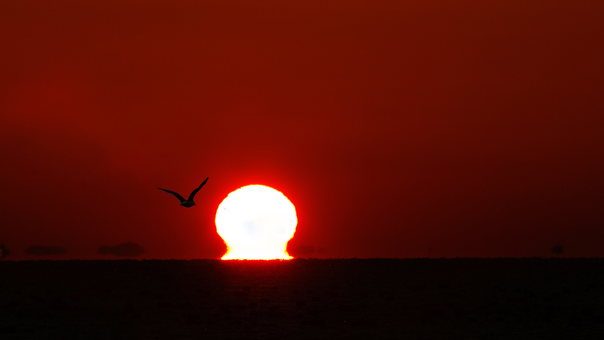 Canon EF 70-200mm F2.8L USM sample photo. Follow the sun photography