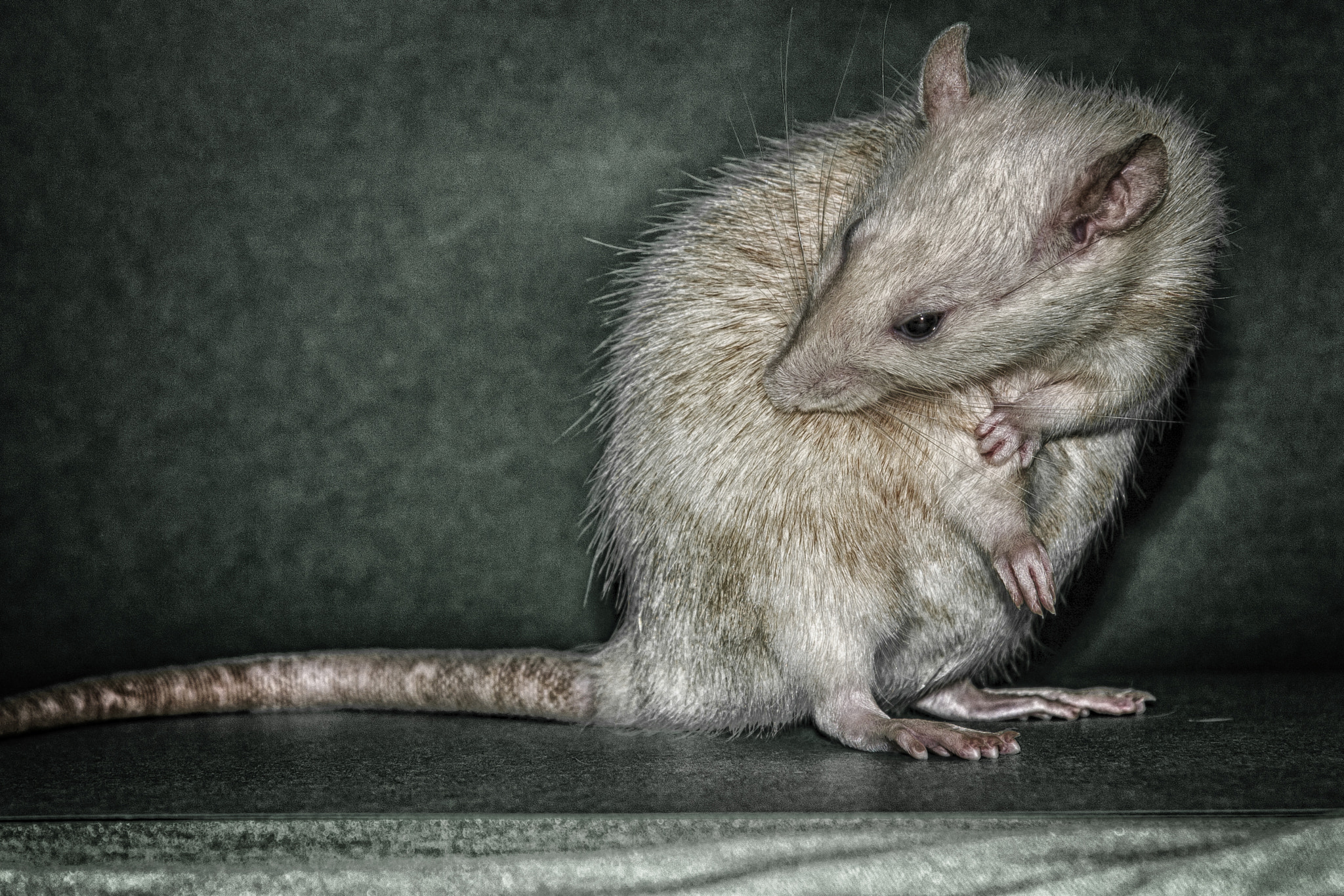 Canon EF-S 17-85mm F4-5.6 IS USM sample photo. The rat photography