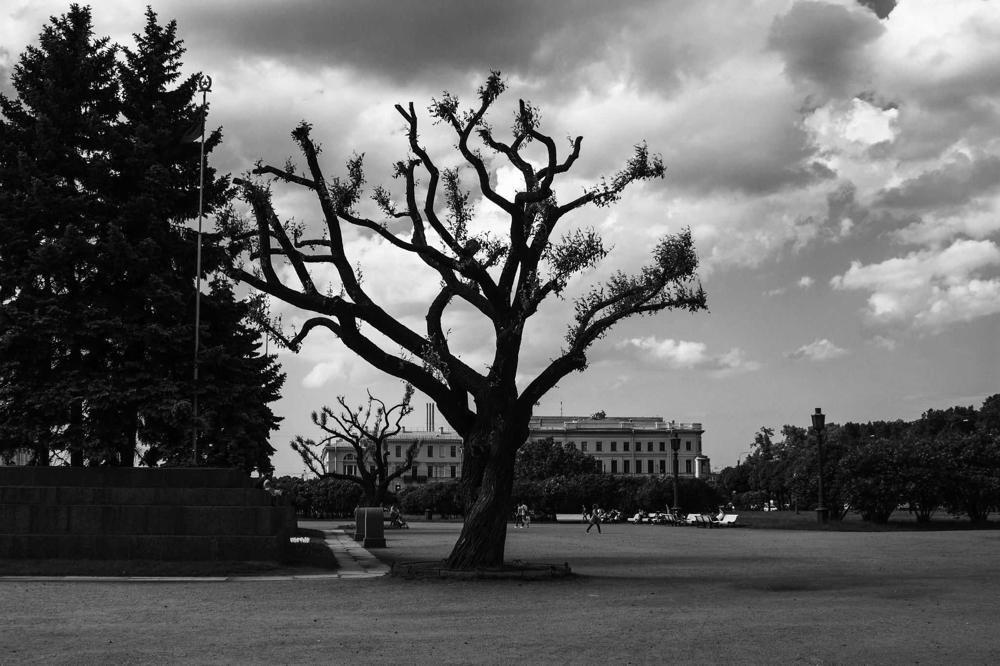 Canon EF 28-135mm F3.5-5.6 IS USM sample photo. Tree on a square photography