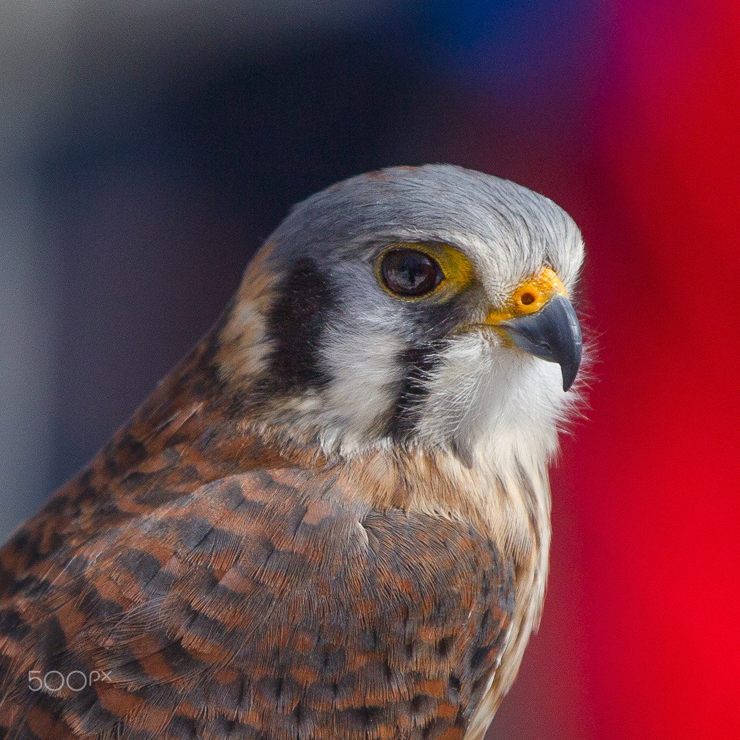 Canon EOS-1D Mark IV sample photo. Krestel photography