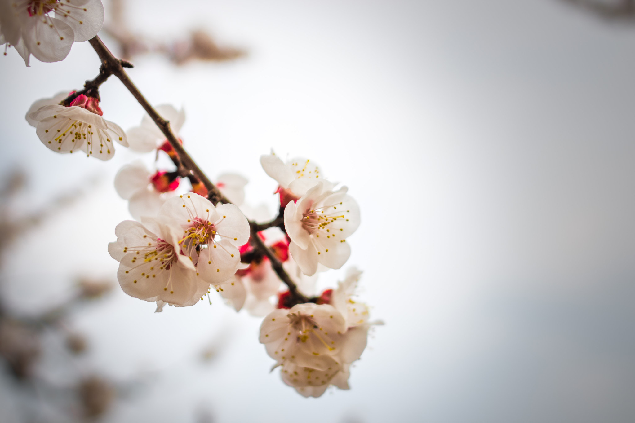 Nikon D7200 + Nikon AF-S Nikkor 20mm F1.8G ED sample photo. Spring photography