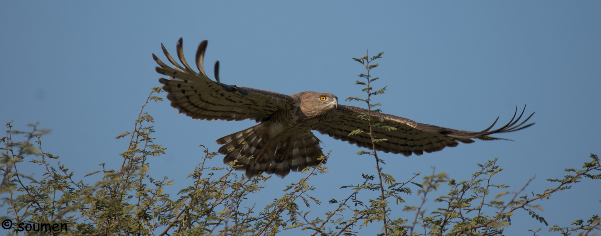 Nikon D5500 sample photo. Short toed snake eagle photography