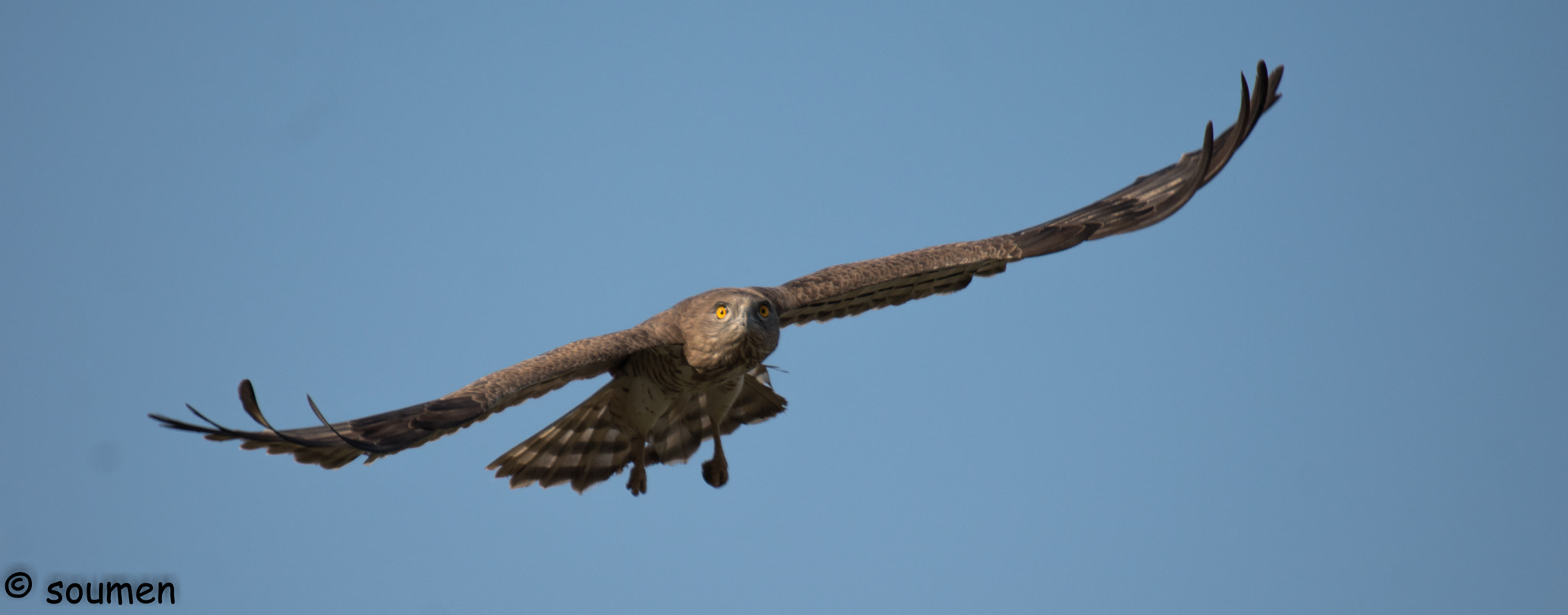 Nikon D5500 sample photo. Short toed snake eagle photography