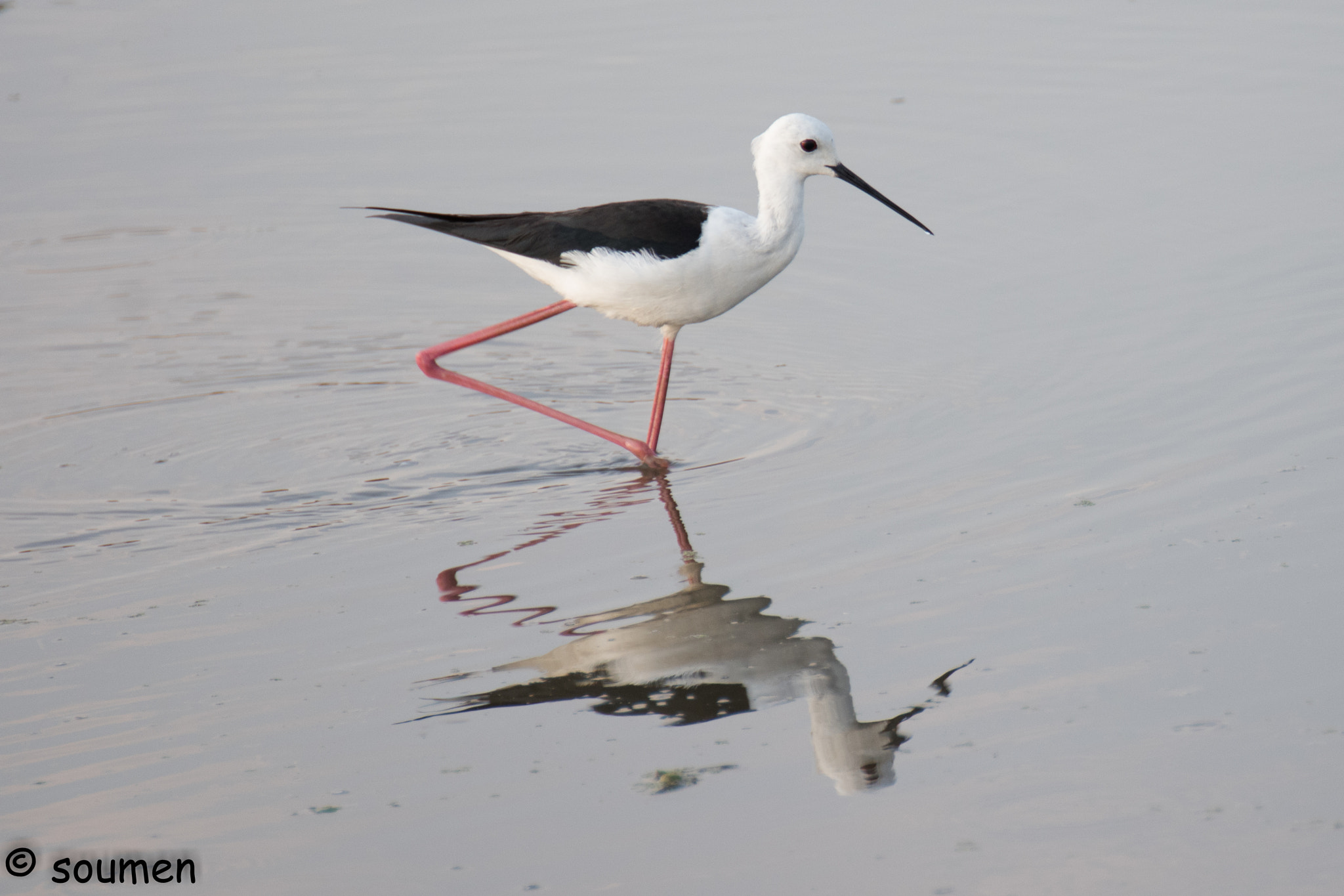 Nikon D5500 sample photo. Stilt photography