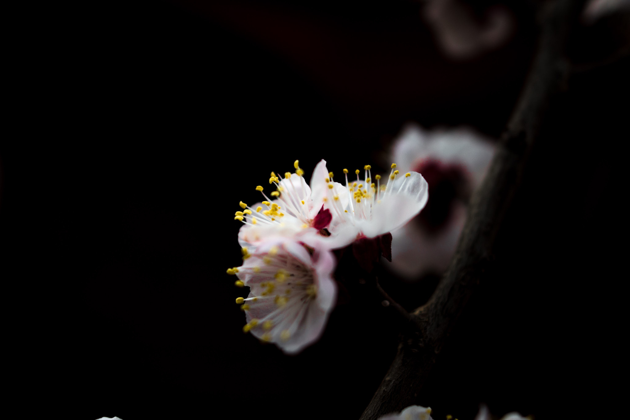 Nikon AF-S Nikkor 20mm F1.8G ED sample photo. Spring photography