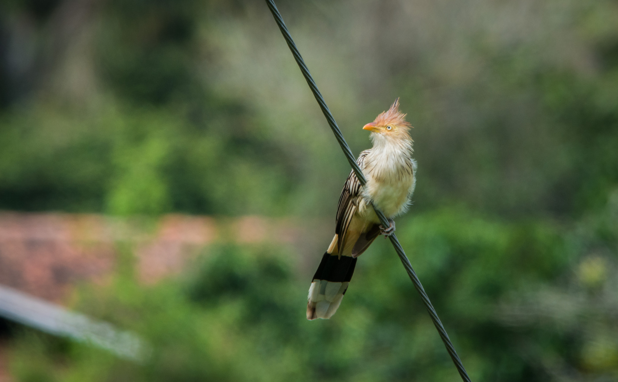 Sigma 150-500mm F5-6.3 DG OS HSM sample photo. Anu-branco | guira cuckoo (guira guira) photography