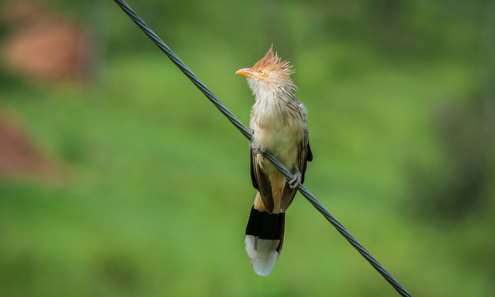 Sigma 150-500mm F5-6.3 DG OS HSM sample photo. Anu-branco | guira cuckoo (guira guira) photography
