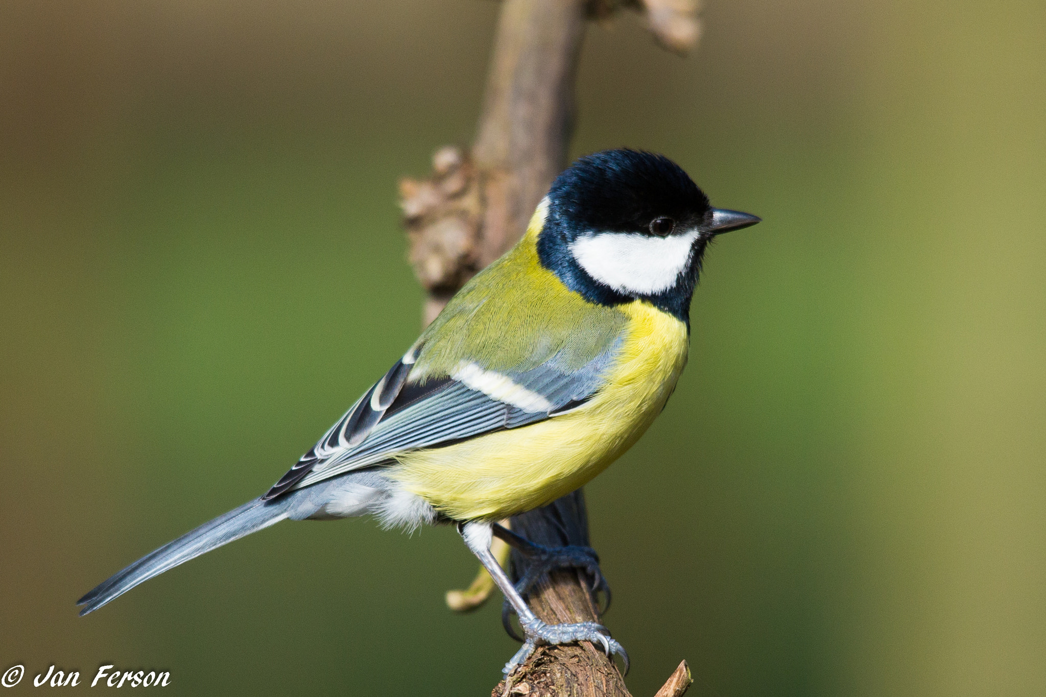 Sigma 150-500mm F5-6.3 DG OS HSM sample photo. Great tit photography