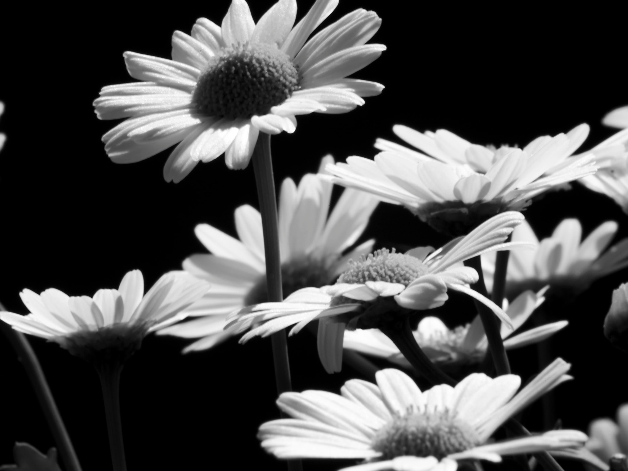 Sigma 70-300mm F4-5.6 APO DG Macro sample photo. Flower photography