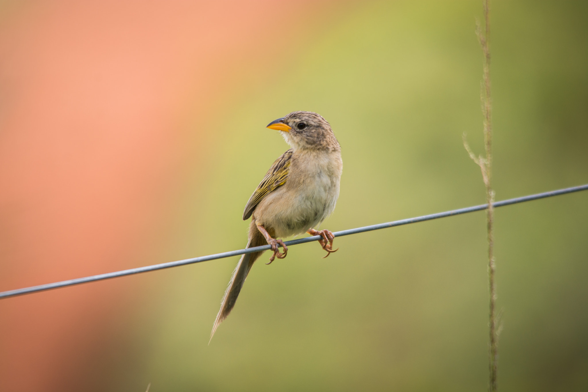 Sigma 150-500mm F5-6.3 DG OS HSM sample photo. Canário-do-campo | wedge tailed grass finch (emberizoides herbicola) photography