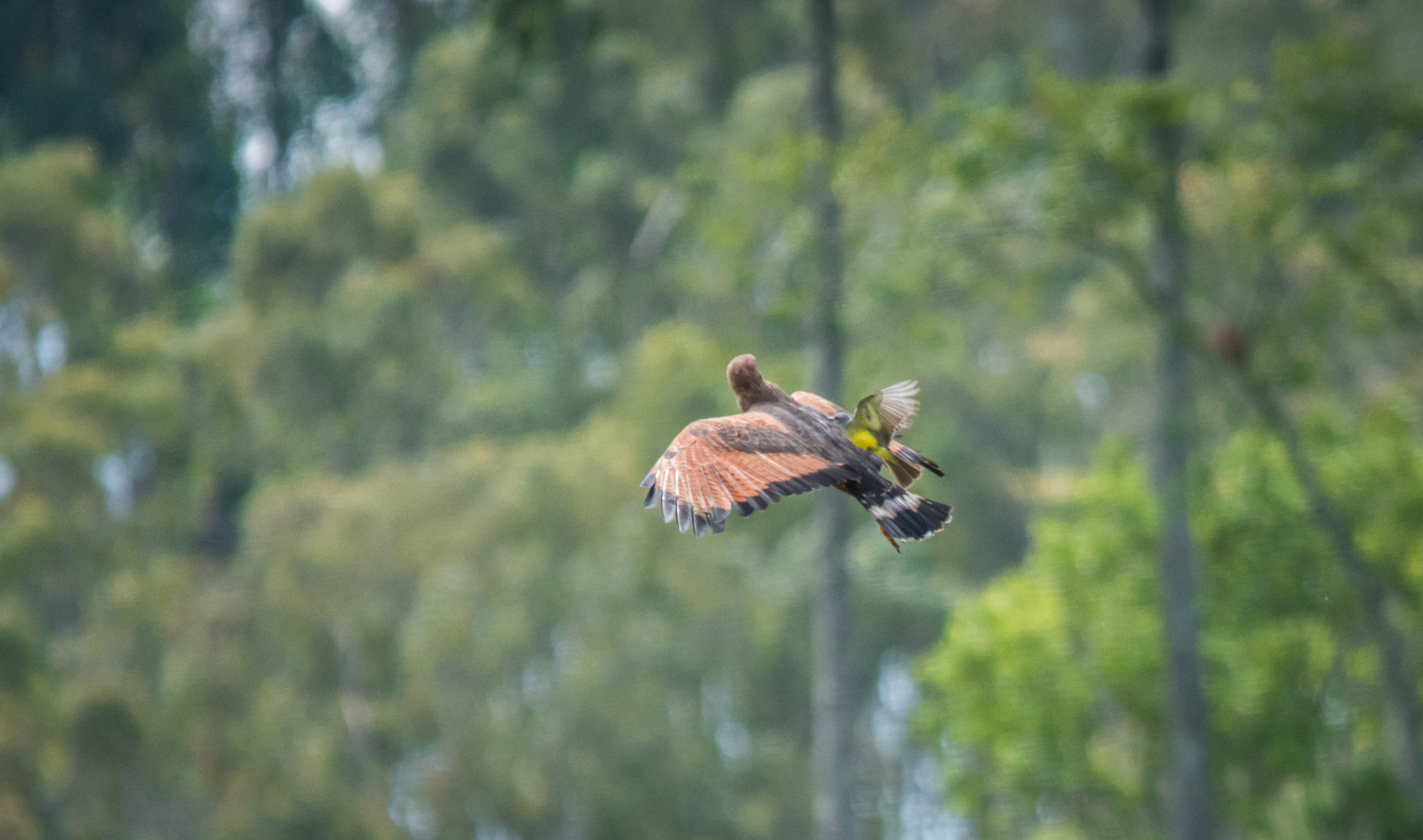 Sigma 150-500mm F5-6.3 DG OS HSM sample photo. Gavião-caboclo | savanna hawk (heterospizias meridionalis) photography
