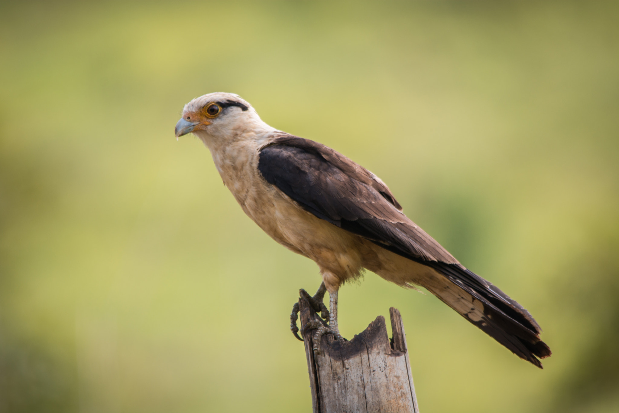 Sigma 150-500mm F5-6.3 DG OS HSM sample photo. Gavião-carrapateiro | yellow headed caracara (milvago chimachima) photography