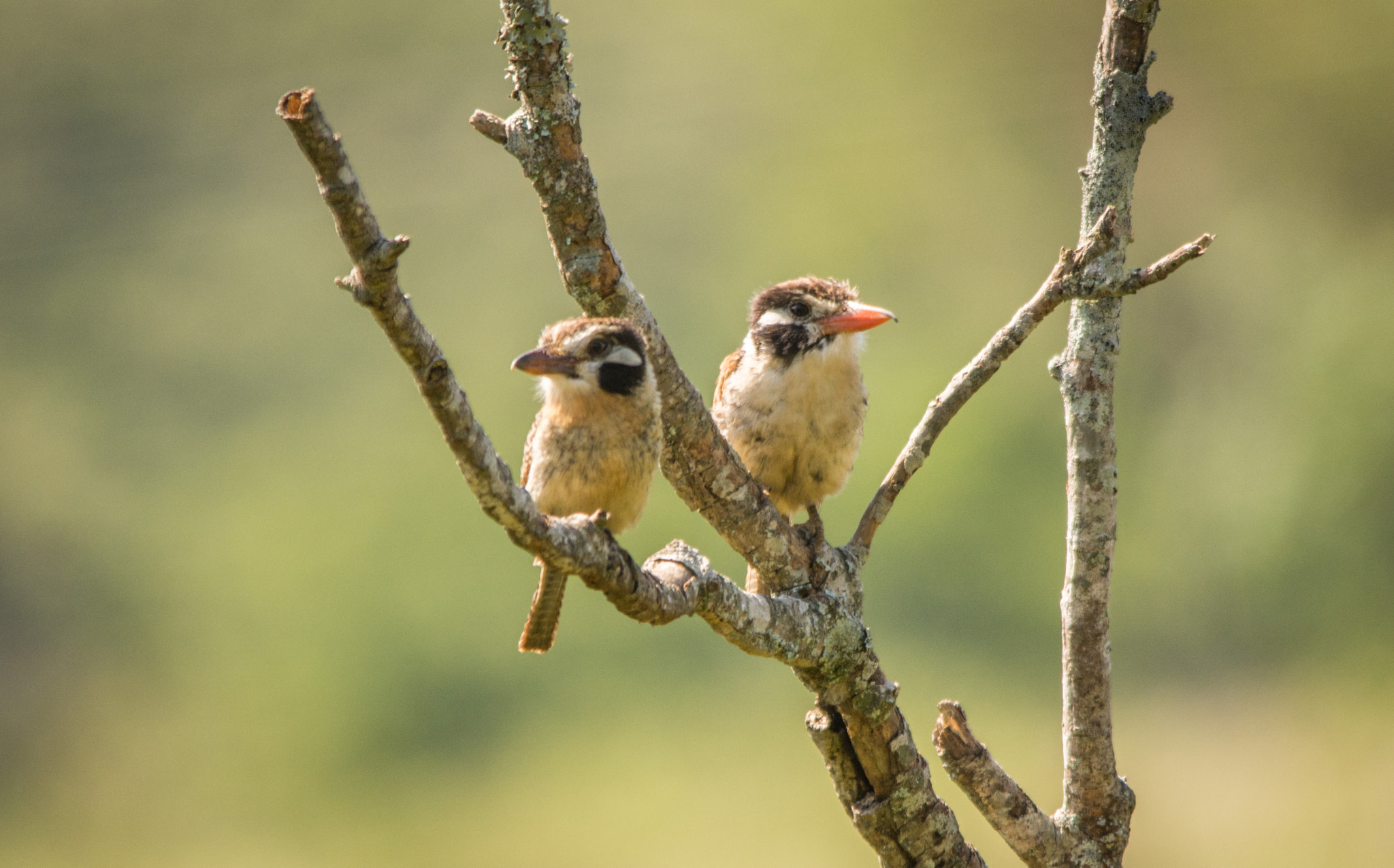 Sigma 150-500mm F5-6.3 DG OS HSM sample photo. João-bobo | white eared puffbird (nystalus chacuru) photography