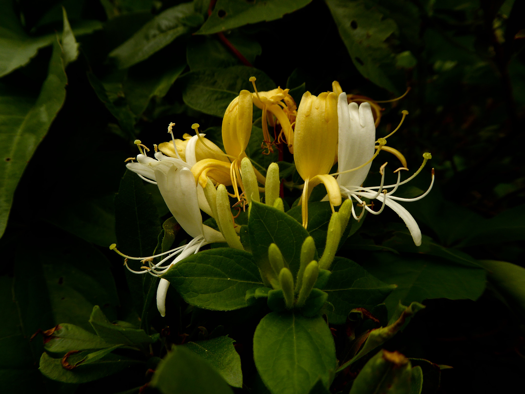 Panasonic Lumix DMC-ZS40 (Lumix DMC-TZ60) sample photo. Honeysuckle  flower photography