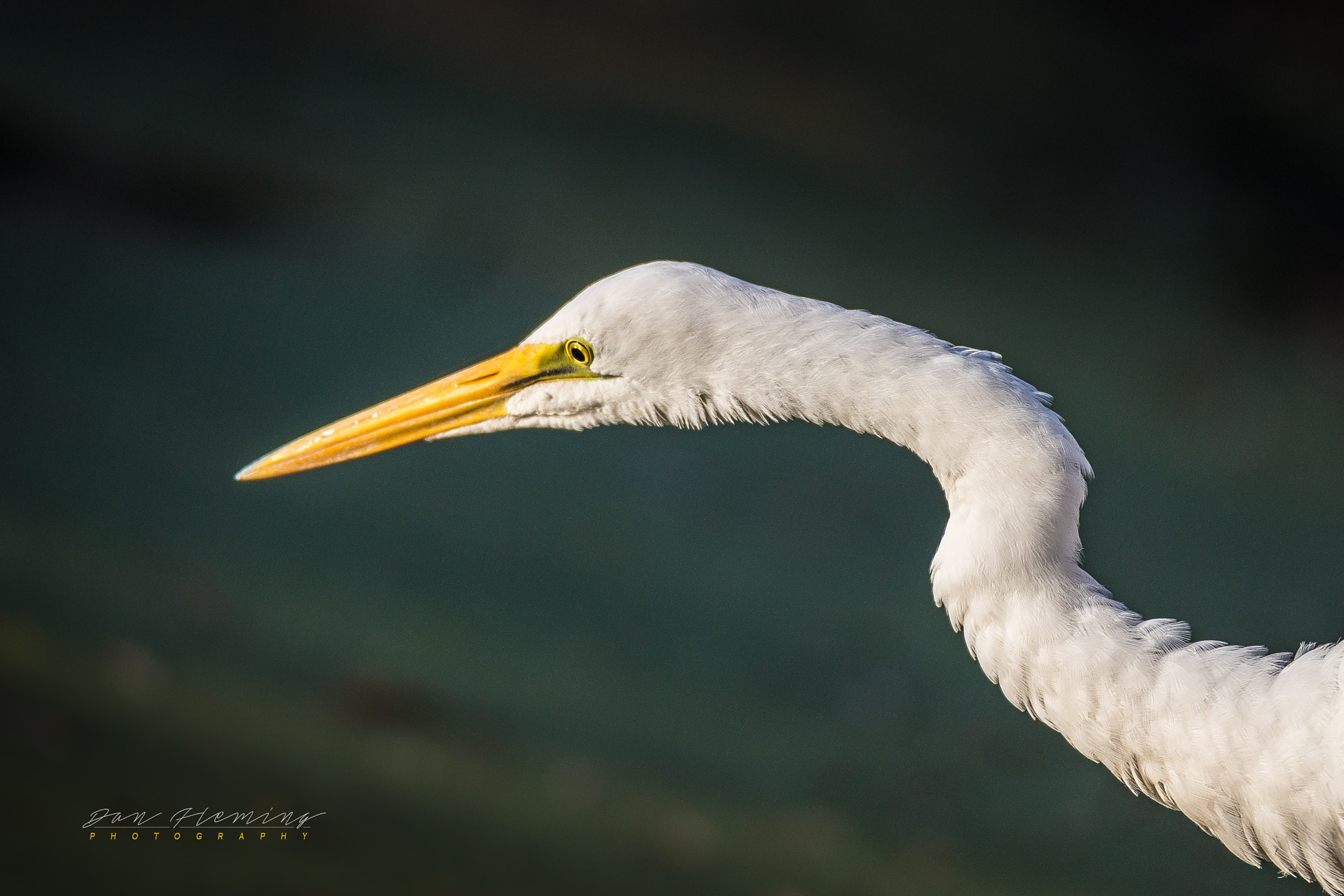 Canon EOS-1D X + Canon EF 600mm f/4L IS sample photo. Sticking his neck out photography