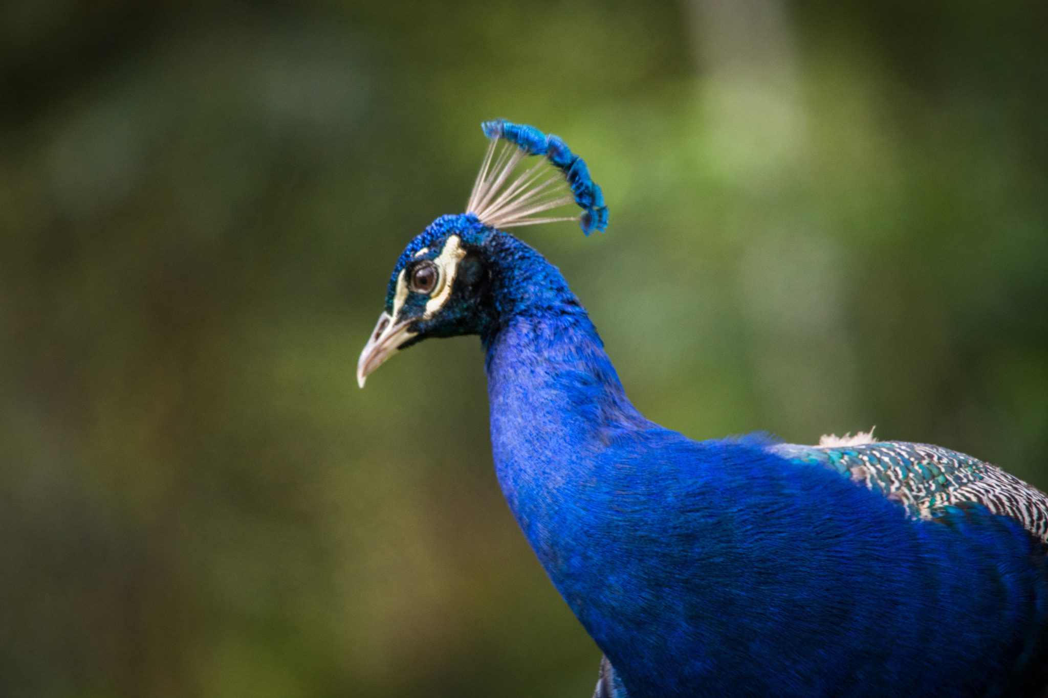 Sigma 150-500mm F5-6.3 DG OS HSM sample photo. Pavão-indiano | indian peacock (pavo cristatus) photography