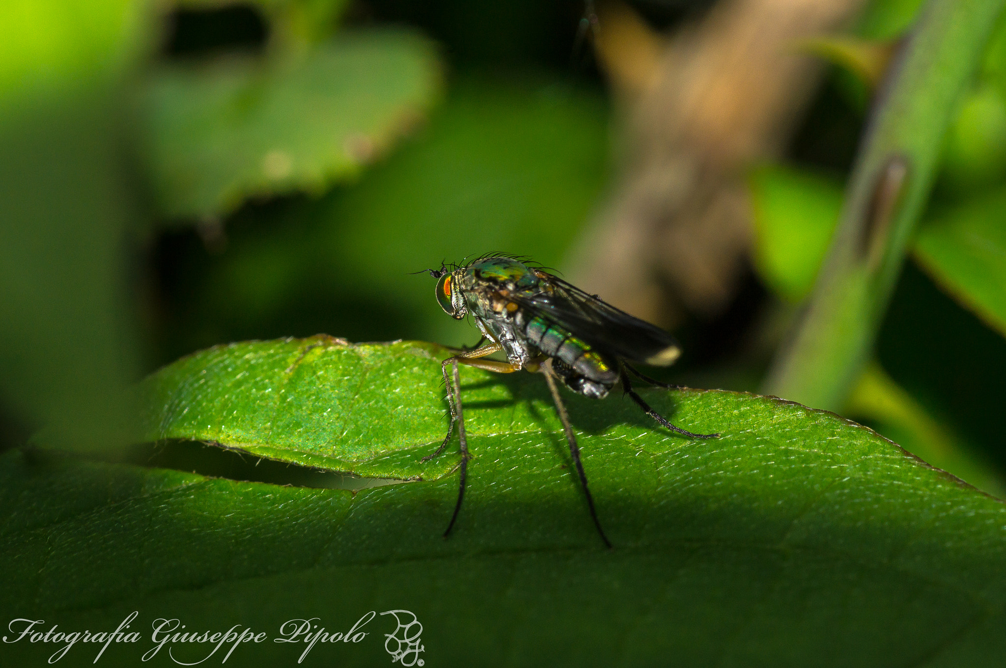 Sony SLT-A55 (SLT-A55V) + Tamron SP AF 90mm F2.8 Di Macro sample photo. Poecilobothrus nobilitatus photography