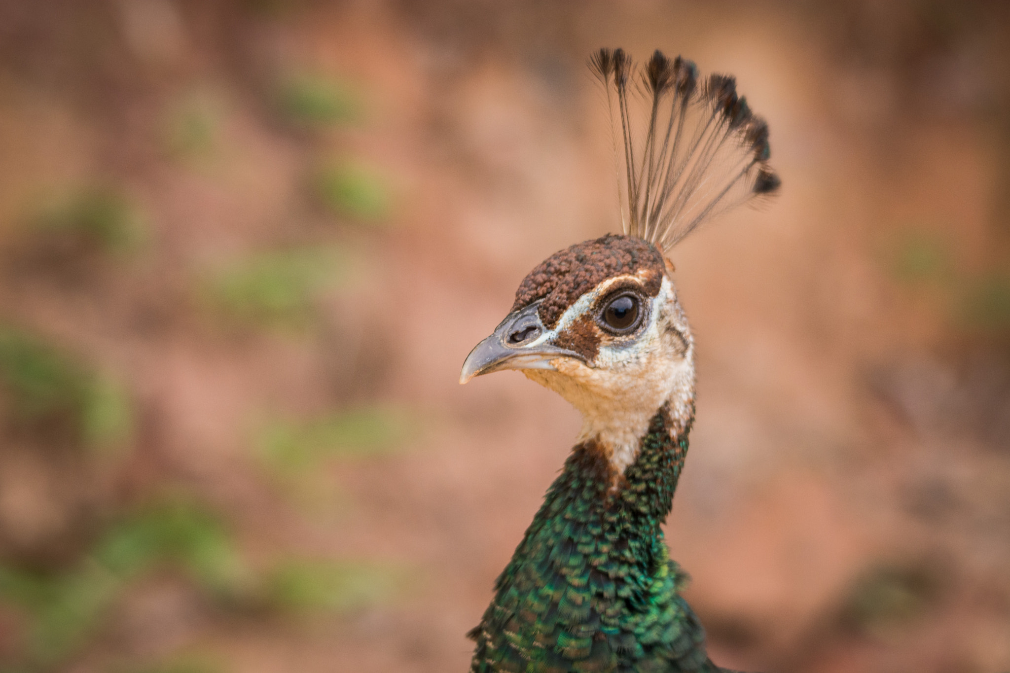 Nikon D7100 sample photo. Pavão-indiano | indian peacock (pavo cristatus) photography