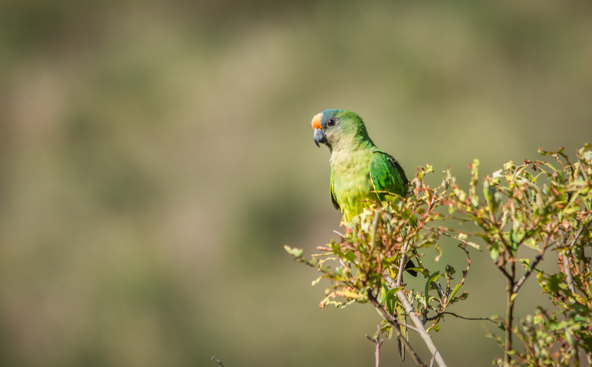 Sigma 150-500mm F5-6.3 DG OS HSM sample photo. Periquito-rei | peach fronted parakeet (eupsittula aurea) photography