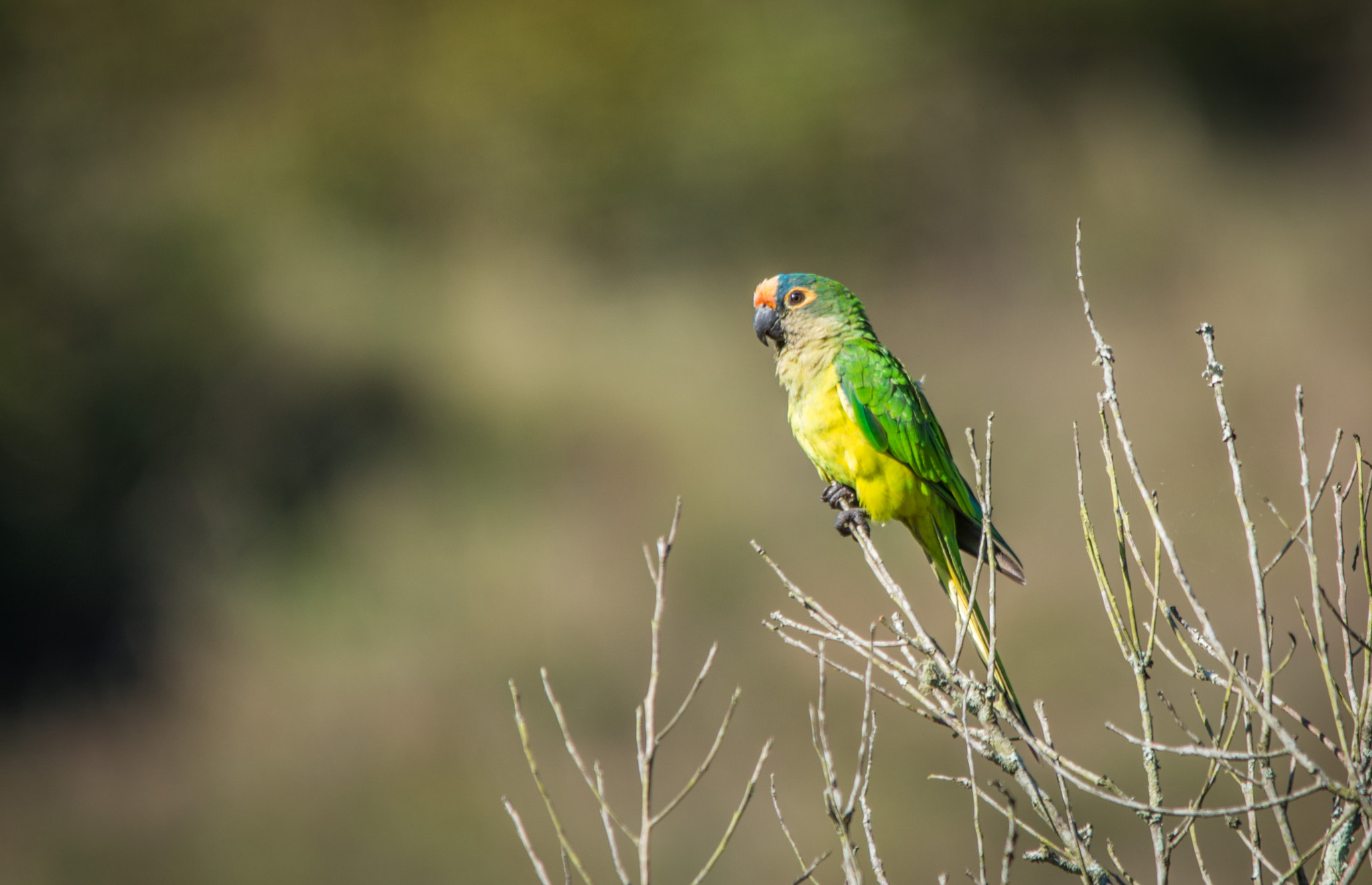 Sigma 150-500mm F5-6.3 DG OS HSM sample photo. Periquito-rei | peach fronted parakeet (eupsittula aurea) photography
