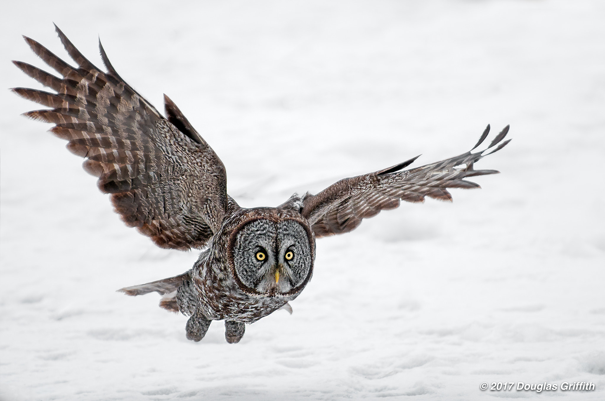 Nikon D300 sample photo. Great grey (gray) owl photography