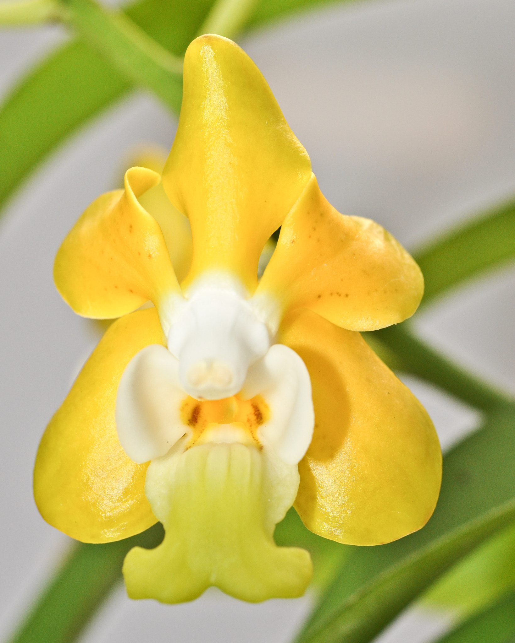 Nikon AF-S Micro-Nikkor 60mm F2.8G ED sample photo