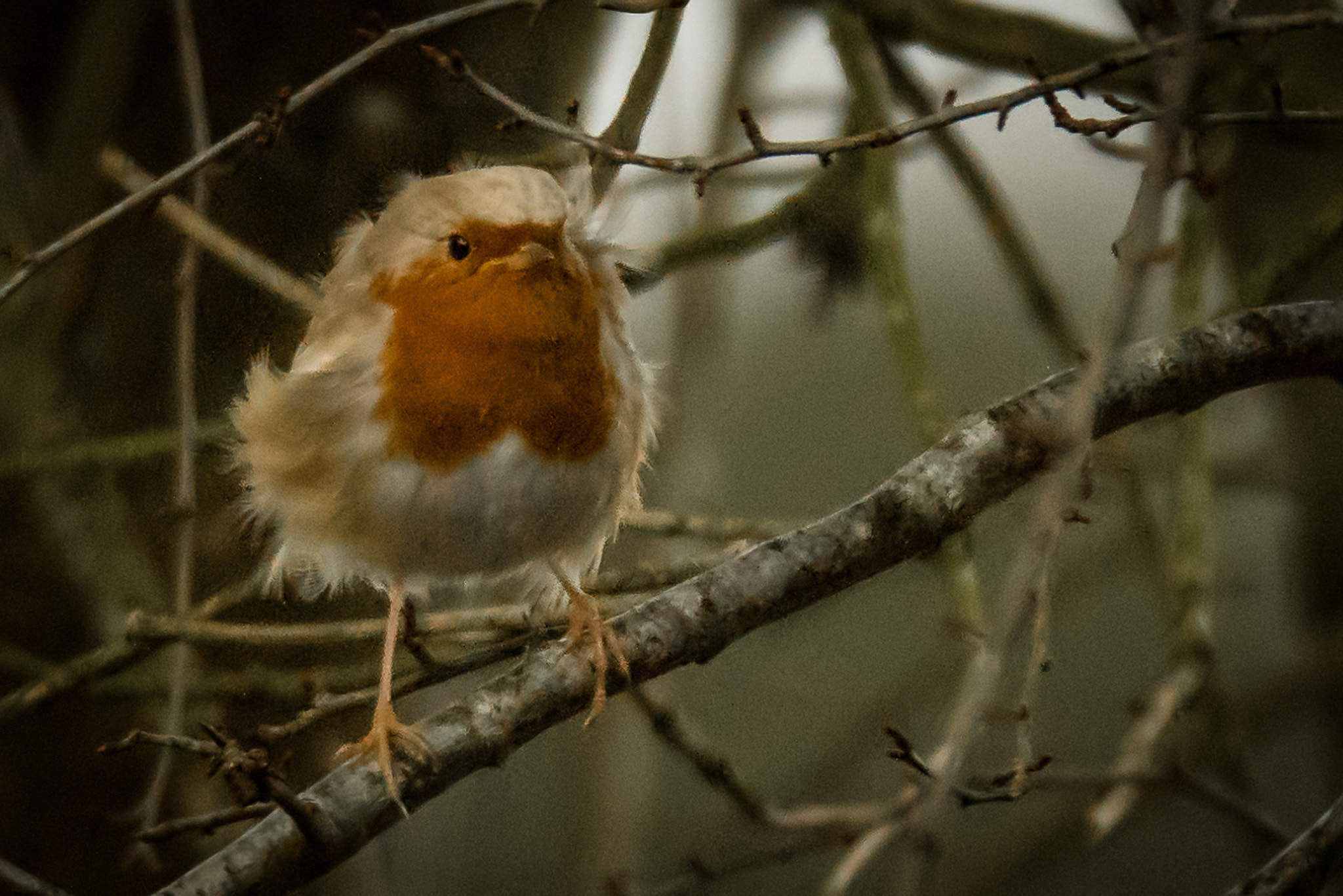 Sigma 150-600mm F5-6.3 DG OS HSM | S sample photo. White robin in the wind ! photography