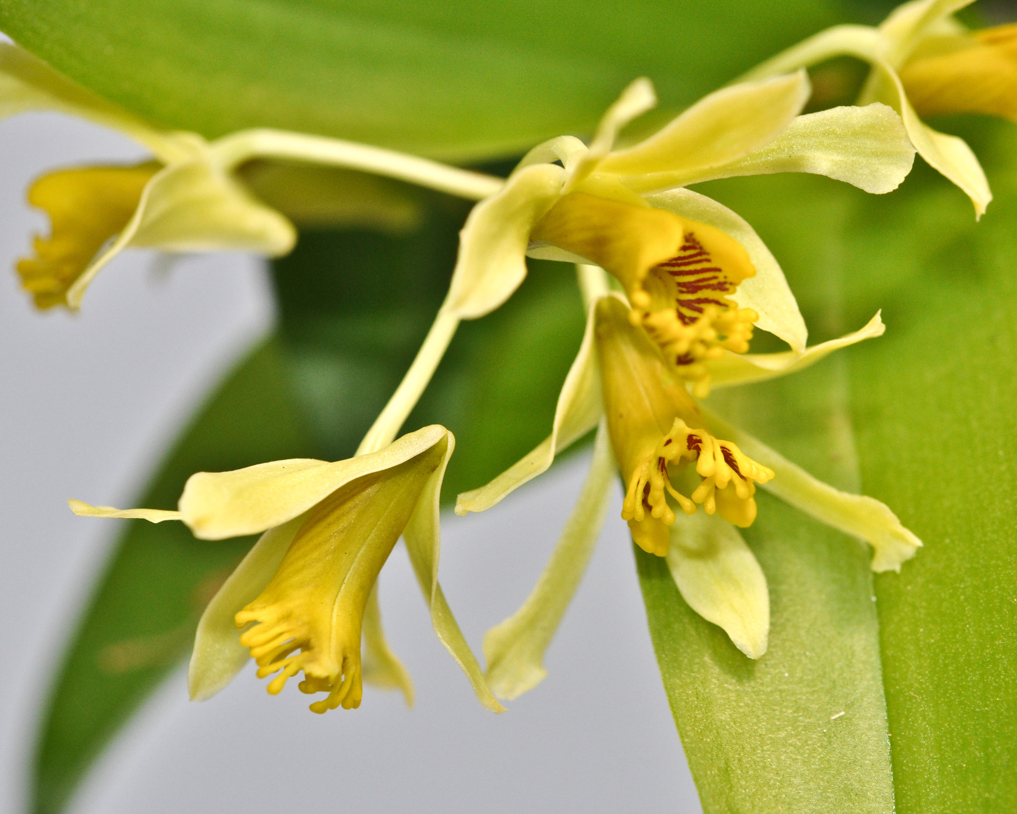 Nikon AF-S Micro-Nikkor 60mm F2.8G ED sample photo