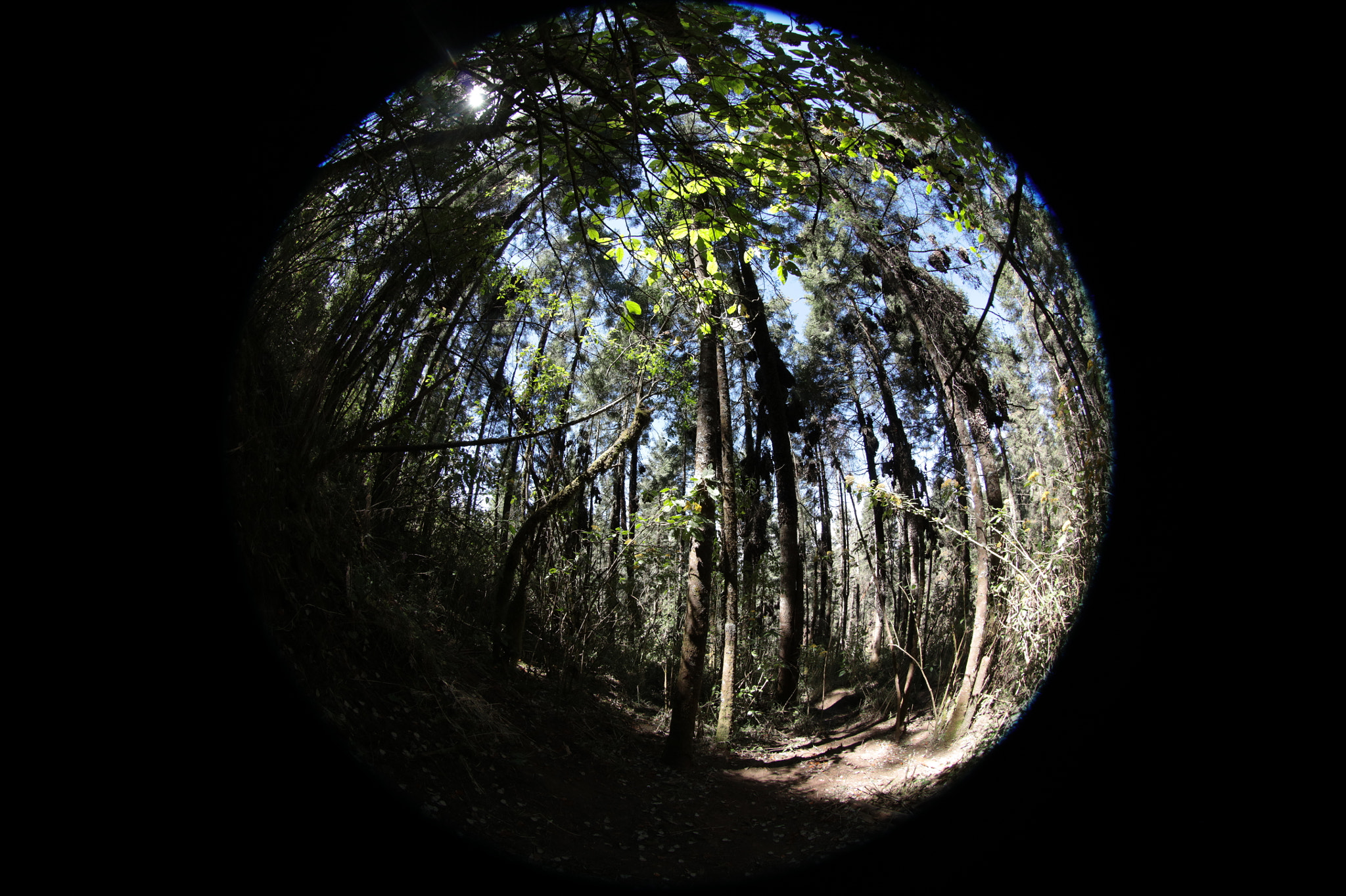 Canon EOS 5DS R + Canon EF 8-15mm F4L Fisheye USM sample photo. The shadows. photography