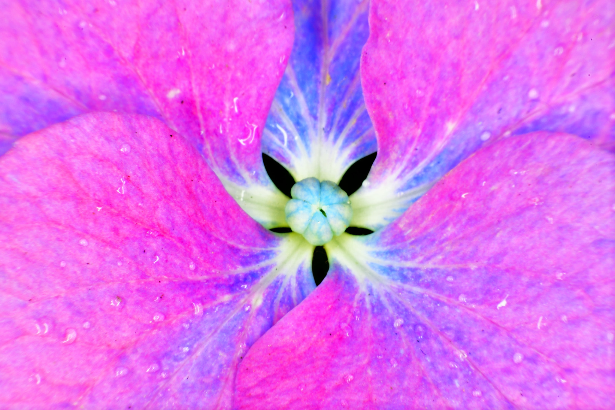 Nikon D5 sample photo. Facing photography