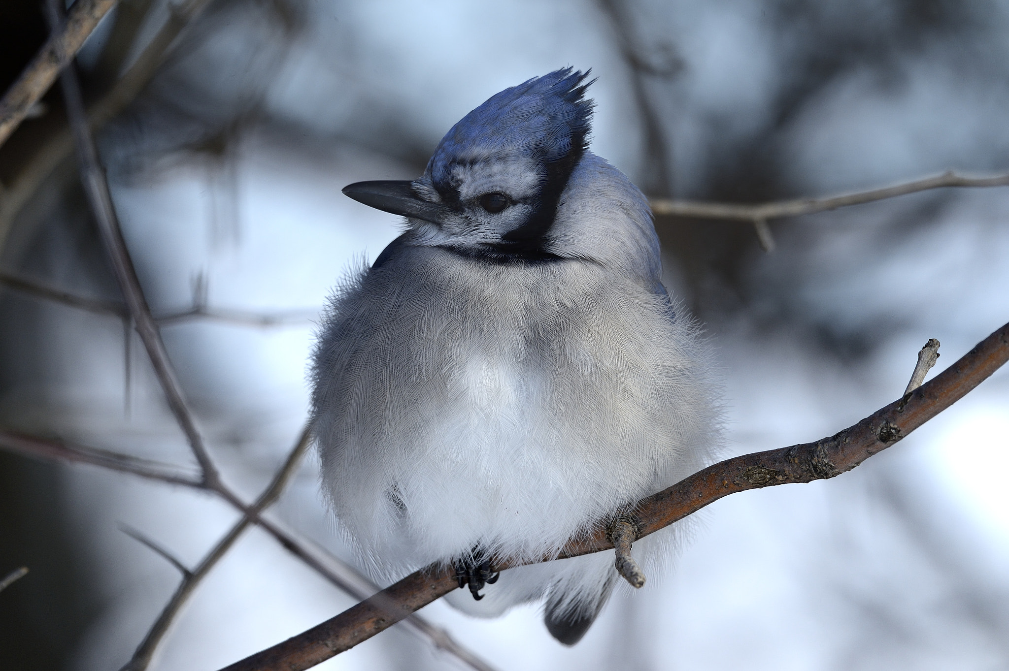 Nikon AF-S Nikkor 800mm F5.6E FL ED VR sample photo. Geai bleu / cyanocitta cristata / blue jay photography