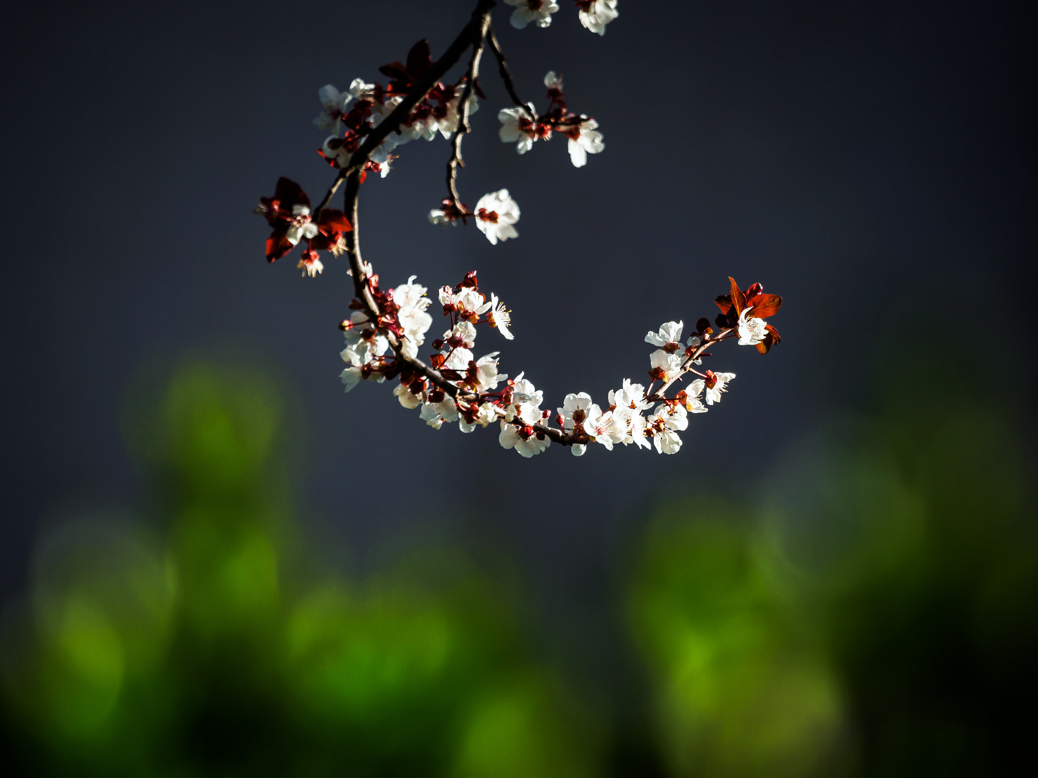 Olympus OM-D E-M5 sample photo. A branch of spring photography