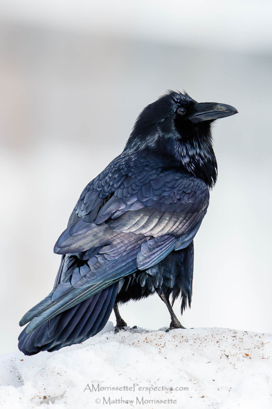 Canon EOS 7D Mark II + Canon EF 500mm F4L IS II USM sample photo. The chromatic black of the raven photography