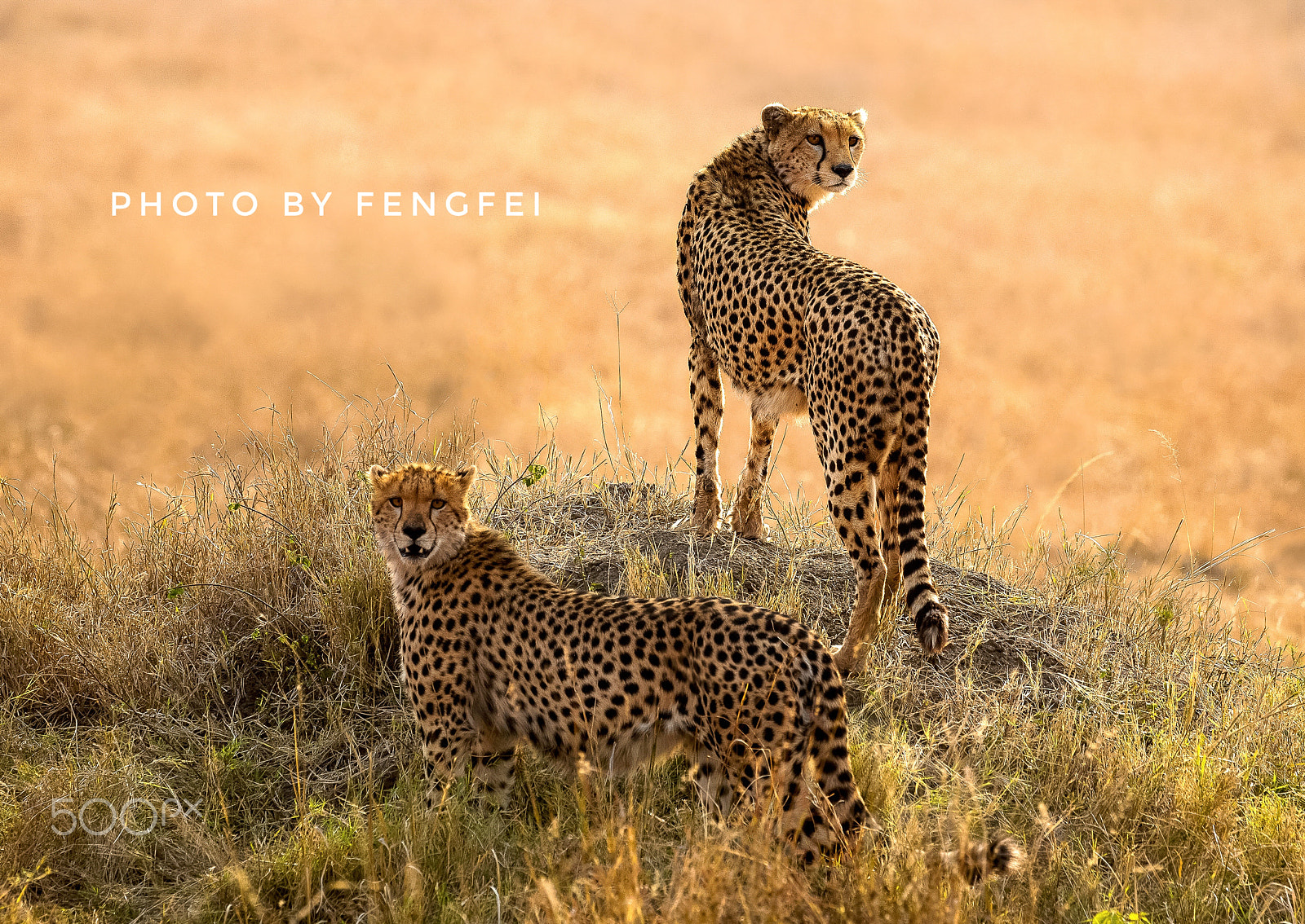 Canon EOS-1D X sample photo. Fashion of the cheetah photography