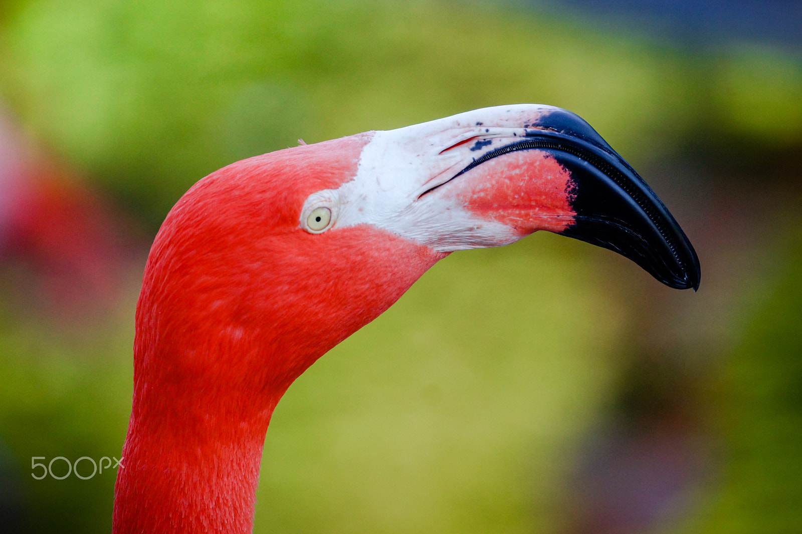 Sony SLT-A77 sample photo. Closeup of a flamingo's head looking to the right. photography