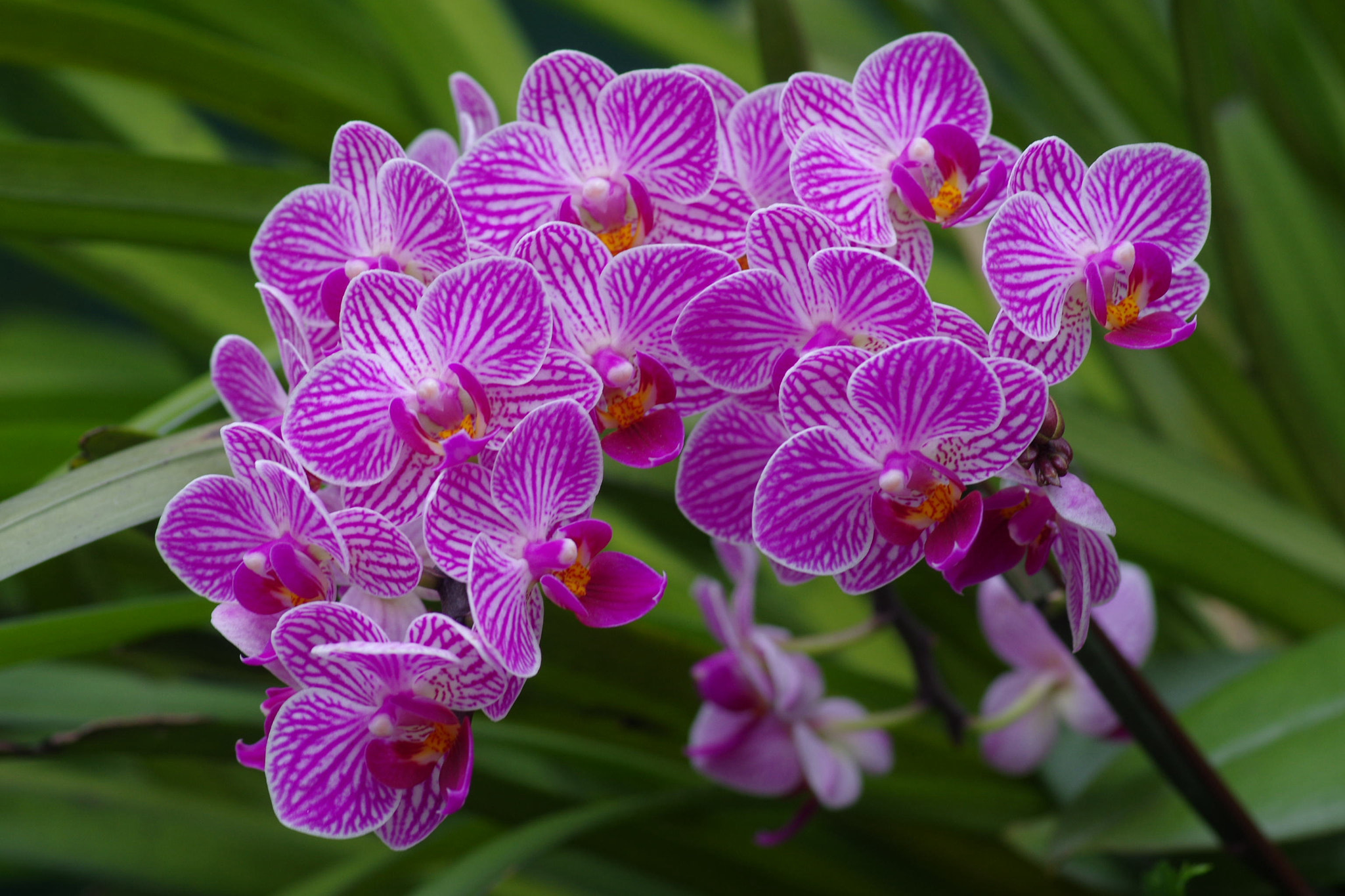 Pentax smc D-FA 100mm F2.8 Macro WR sample photo