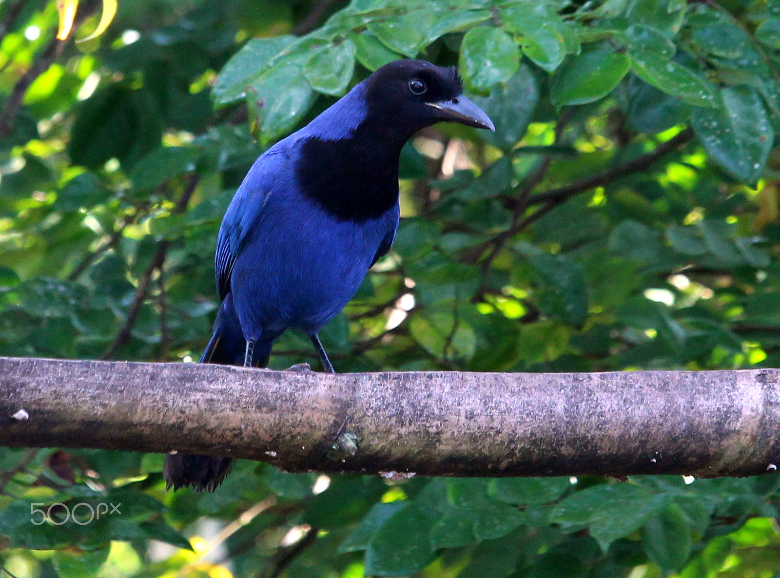 Canon EF-S 55-250mm F4-5.6 IS STM sample photo. Gralha photography